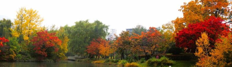 中島公園の紅葉11