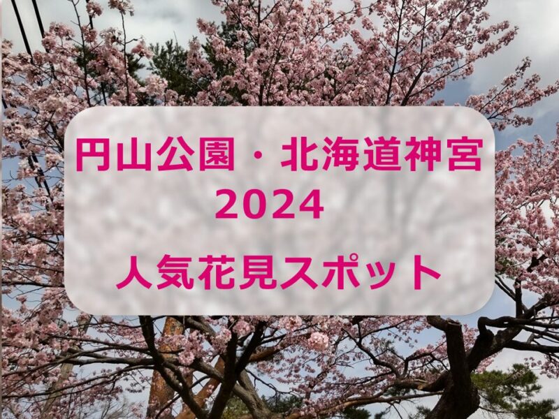 円山公園・北海道神宮 2024 桜