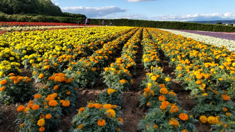 富田ファーム他の花