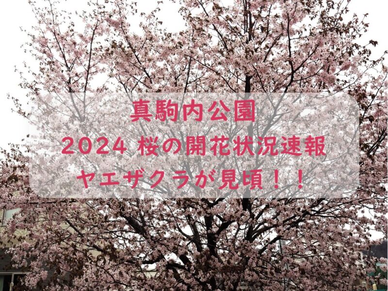 真駒内公園 桜の開花状況