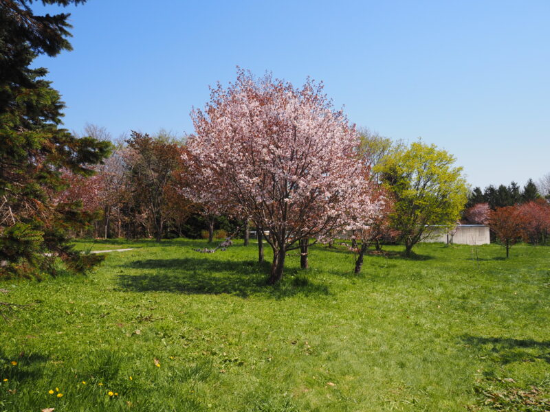 モエレ沼公園 桜 花見