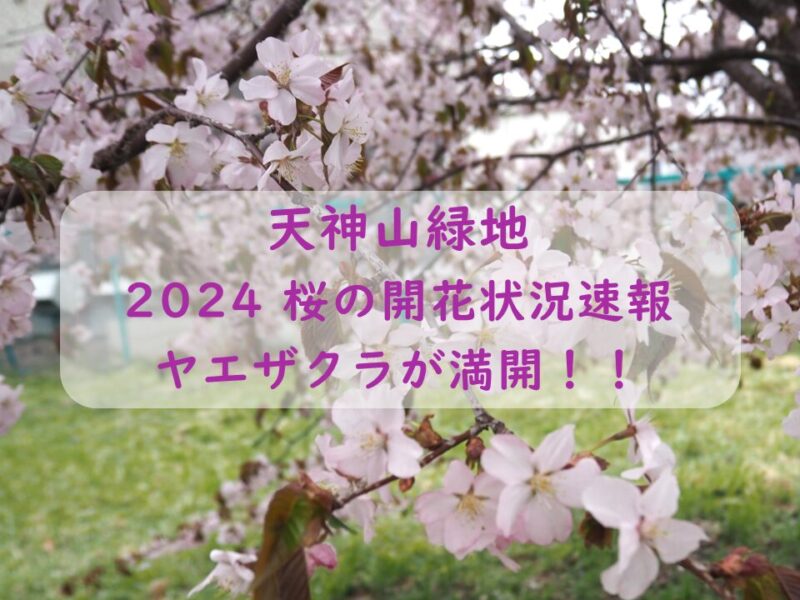 天神山緑地 桜の開花状況