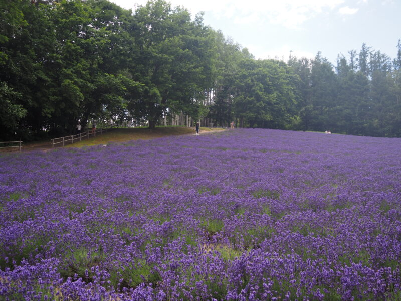 富良野