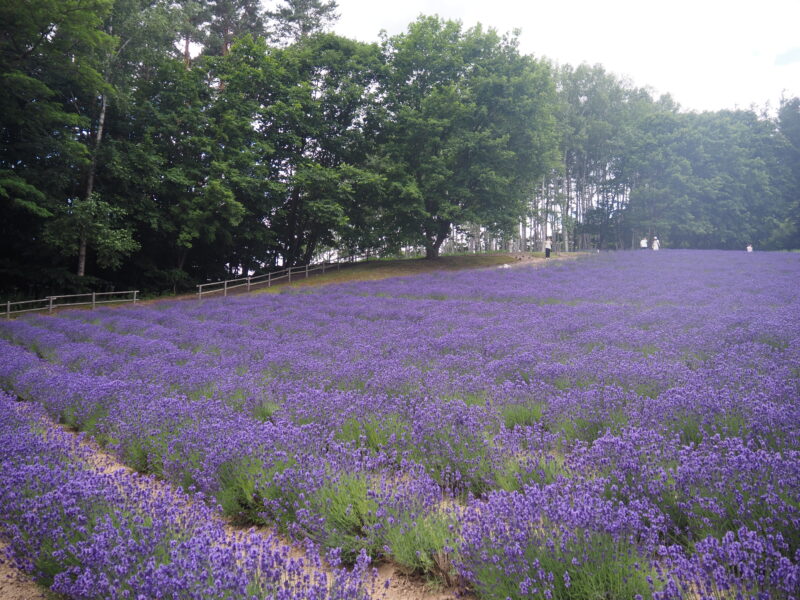 富良野