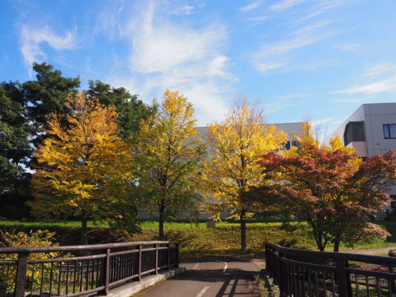 札幌 穴場・おすすめ紅葉スポット 山鼻川緑地の紅葉の様子