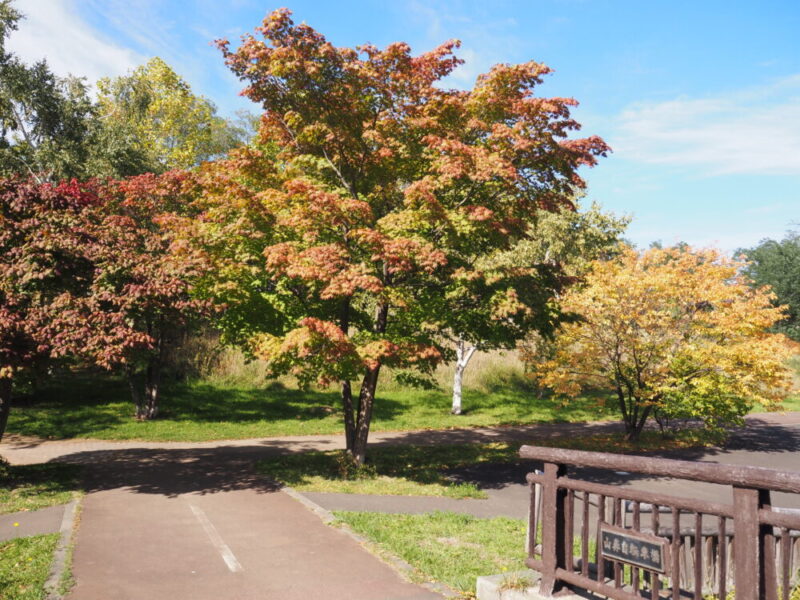 札幌 穴場・おすすめ紅葉スポット 山鼻川緑地の紅葉の様子