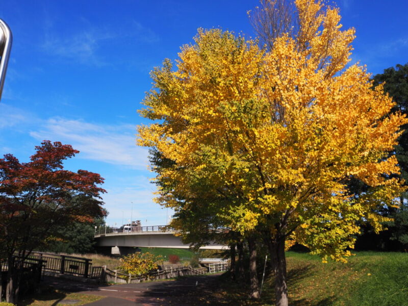 札幌 穴場・おすすめ紅葉スポット 山鼻川緑地の紅葉の様子