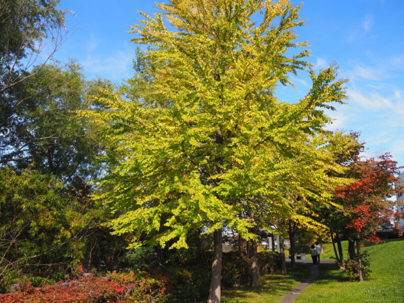 札幌 穴場・おすすめ紅葉スポット 山鼻川緑地の紅葉の様子