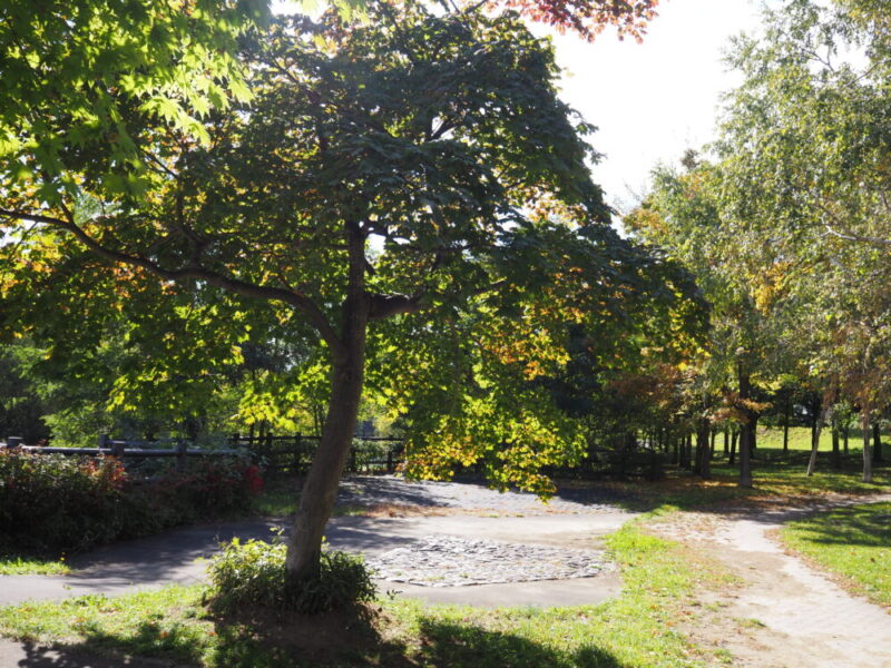 札幌 穴場・おすすめ紅葉スポット 山鼻川緑地の紅葉の様子