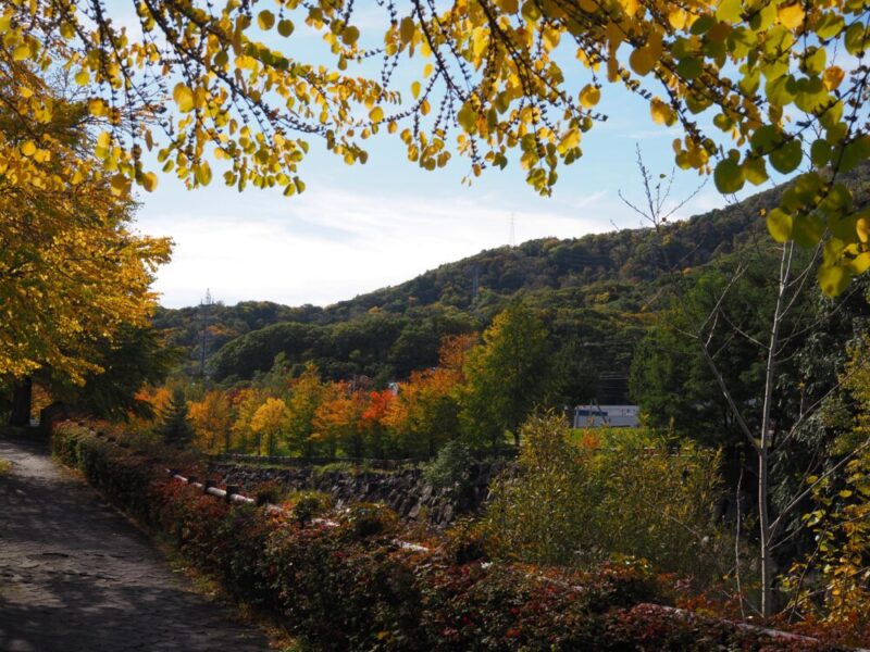 札幌 穴場・おすすめ紅葉スポット 山鼻川緑地の紅葉の様子