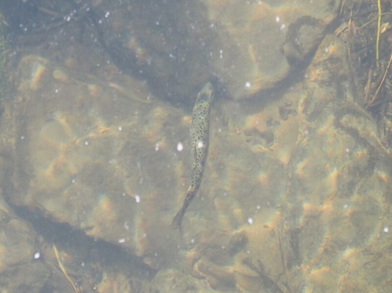 山鼻川緑地の魚