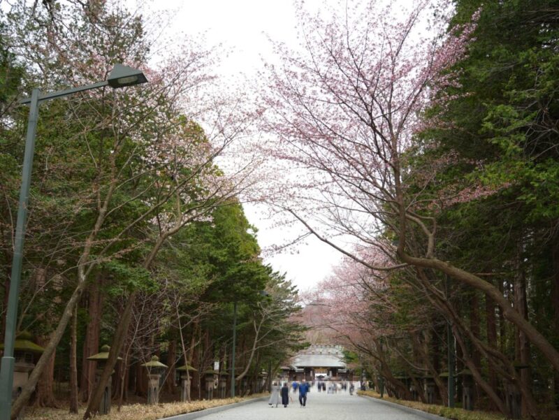 円山公園・北海道神宮 2025年 桜開花状況(情報)札幌の定番・人気花見スポット