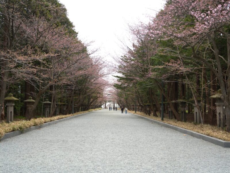 円山公園・北海道神宮 2025年 桜開花状況(情報)札幌の定番・人気花見スポット