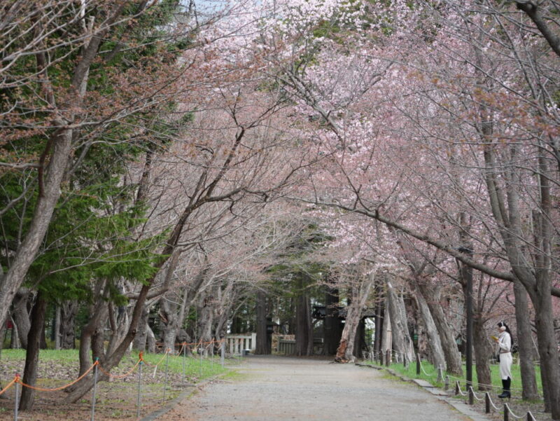 円山公園・北海道神宮 2025年 桜開花状況(情報)札幌の定番・人気花見スポット