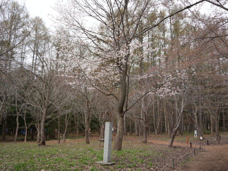 円山公園・北海道神宮 2025年 桜開花状況(情報)札幌の定番・人気花見スポット