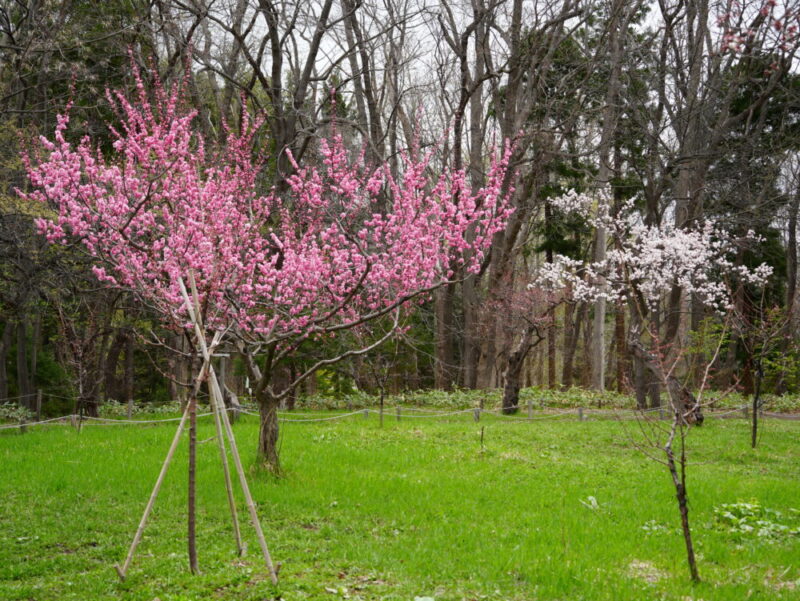 円山公園・北海道神宮 2025年 桜開花状況(情報)札幌の定番・人気花見スポット