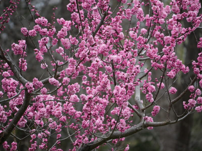 円山公園・北海道神宮 2025年 桜開花状況(情報)札幌の定番・人気花見スポット
