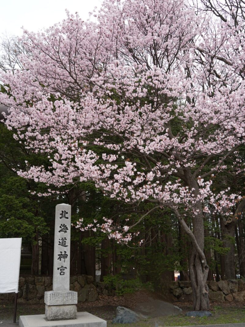 円山公園・北海道神宮 2025年 桜開花状況(情報)札幌の定番・人気花見スポット