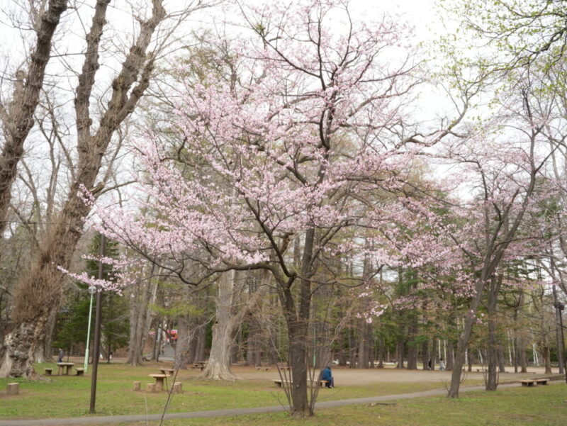 円山公園・北海道神宮 2025年 桜開花状況(情報)札幌の定番・人気花見スポット