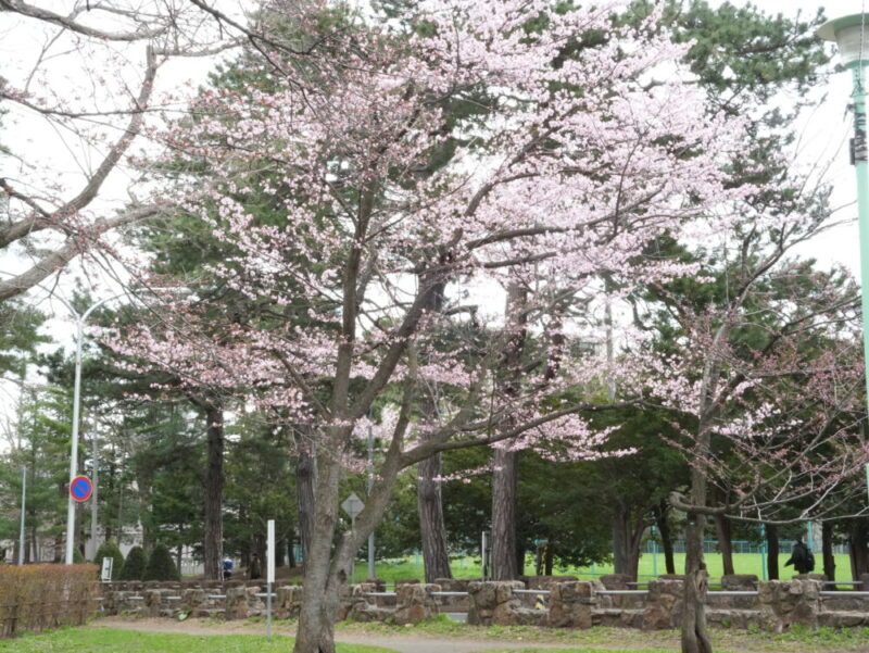 円山公園・北海道神宮 2025年 桜開花状況(情報)札幌の定番・人気花見スポット