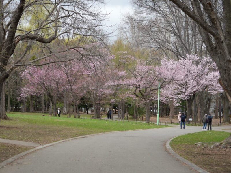 円山公園・北海道神宮 2025年 桜開花状況(情報)札幌の定番・人気花見スポット
