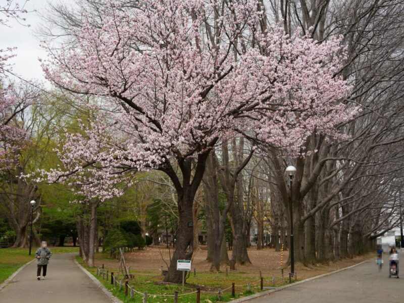 円山公園・北海道神宮 2025年 桜開花状況(情報)札幌の定番・人気花見スポット