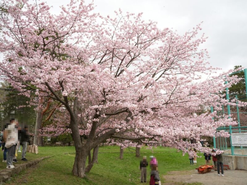 円山公園・北海道神宮 2025年 桜開花状況(情報)札幌の定番・人気花見スポット