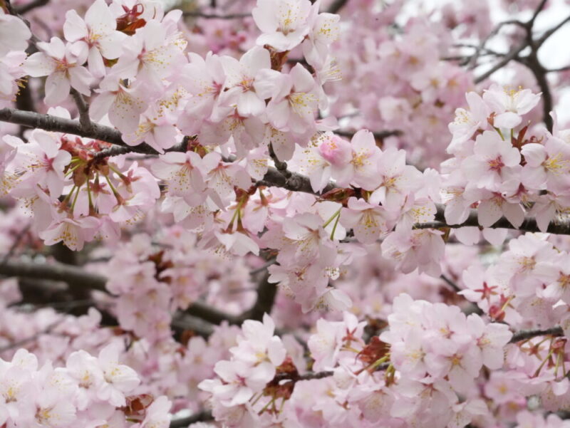 円山公園・北海道神宮 2025年 桜開花状況(情報)札幌の定番・人気花見スポット