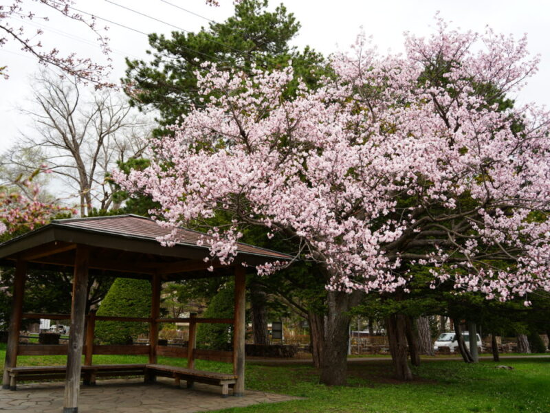 円山公園・北海道神宮 2025年 桜開花状況(情報)札幌の定番・人気花見スポット