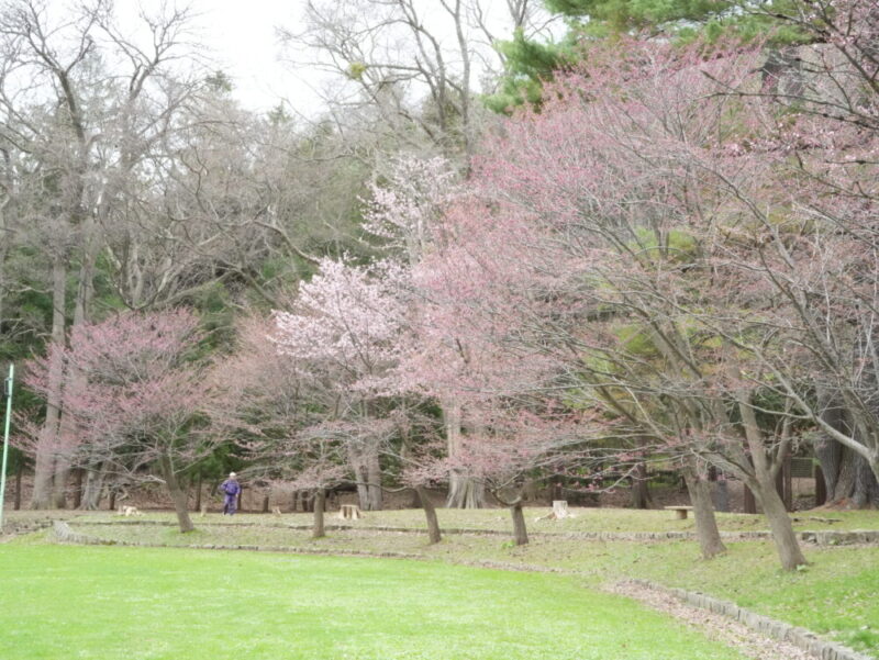 円山公園・北海道神宮 2025年 桜開花状況(情報)札幌の定番・人気花見スポット