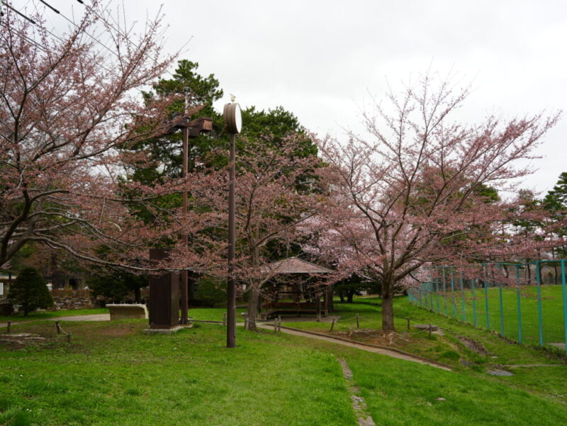 円山公園・北海道神宮 2025年 桜開花状況(情報)札幌の定番・人気花見スポット
