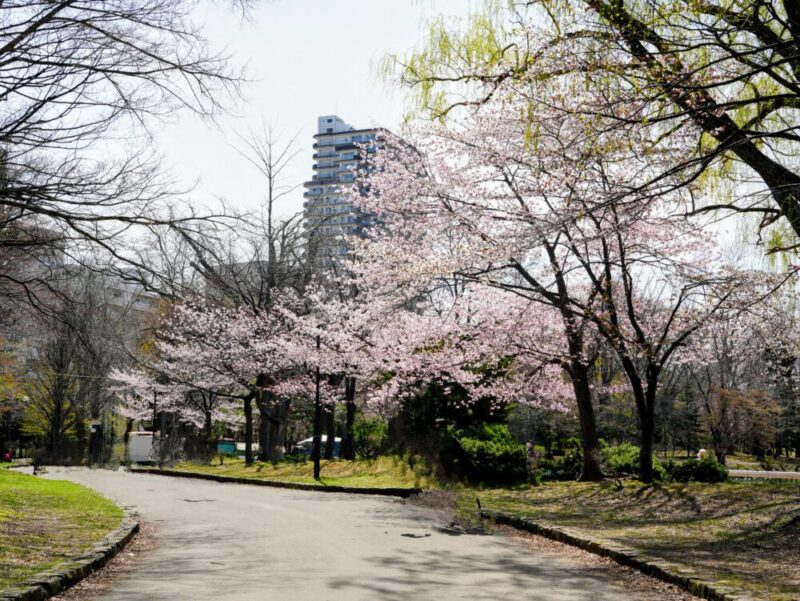 札幌・中島公園 2025 おすすめ花見スポットと桜開花状況をお届け!