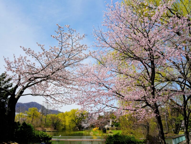 札幌・中島公園 2025 おすすめ花見スポットと桜開花状況をお届け!