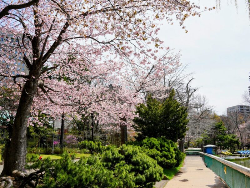 札幌・中島公園 2025 おすすめ花見スポットと桜開花状況をお届け!