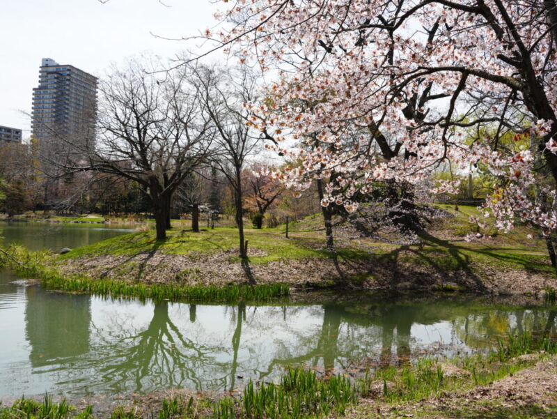 札幌・中島公園 2025 おすすめ花見スポットと桜開花状況をお届け!