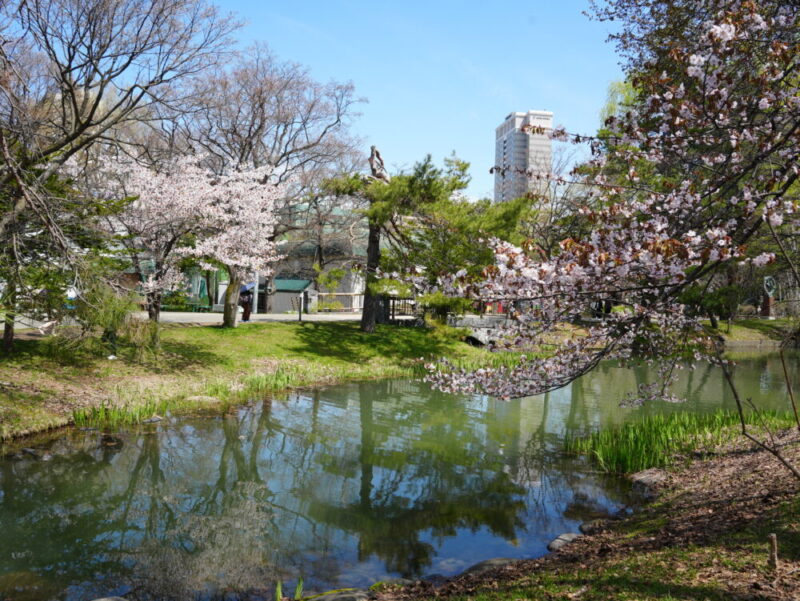 札幌・中島公園 2025 おすすめ花見スポットと桜開花状況をお届け!