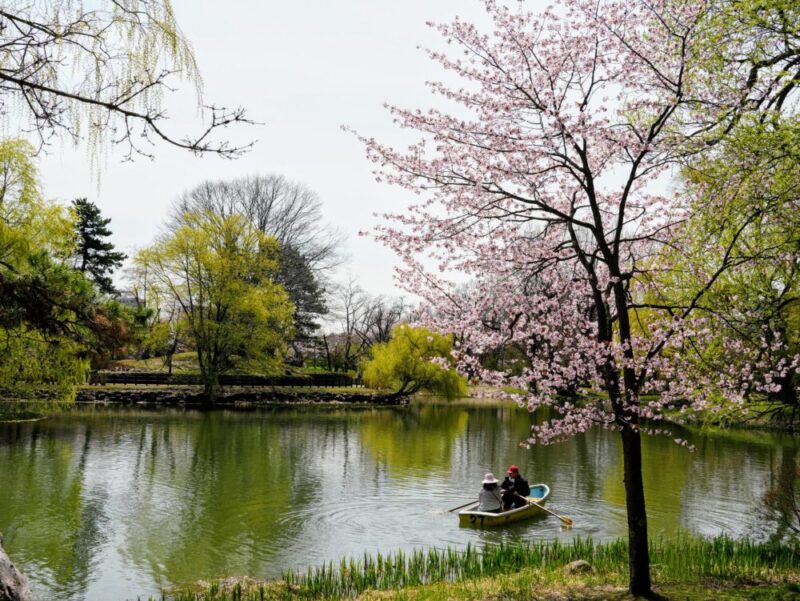 札幌・中島公園 2025 おすすめ花見スポットと桜開花状況をお届け!
