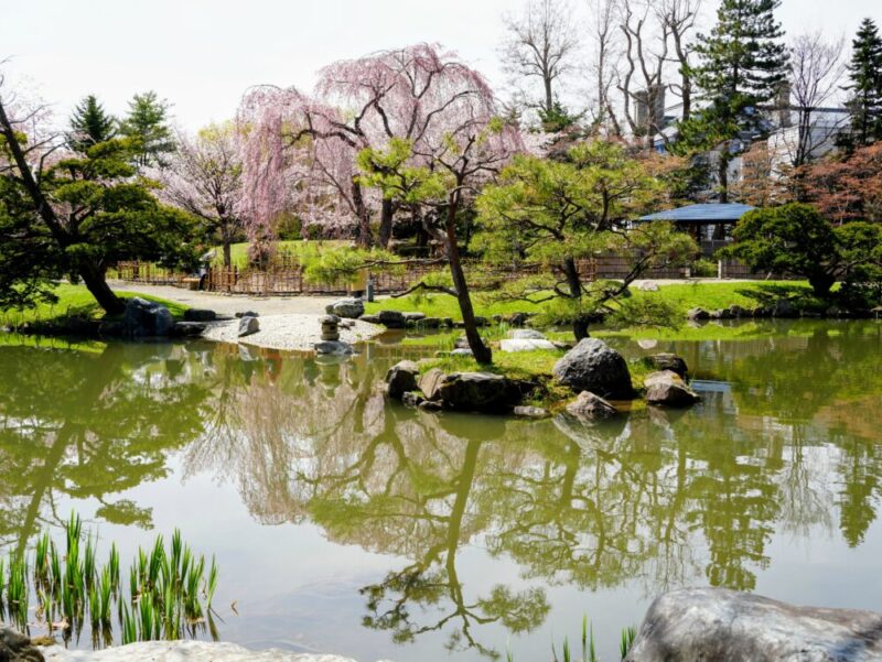 札幌・中島公園 2025 おすすめ花見スポットと桜開花状況をお届け!