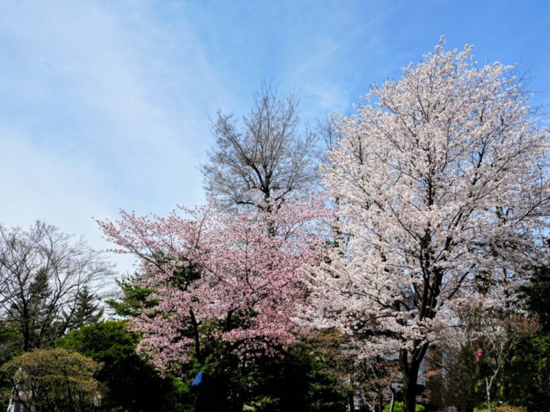 札幌・中島公園 2025 おすすめ花見スポットと桜開花状況をお届け!