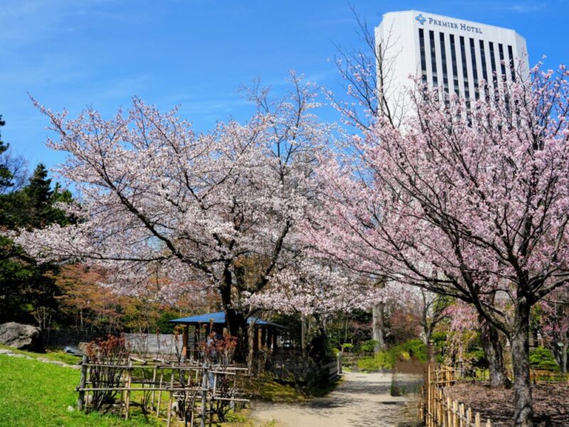 札幌・中島公園 2025 おすすめ花見スポットと桜開花状況をお届け!