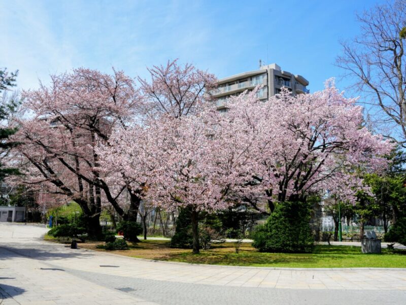札幌・中島公園 2025 おすすめ花見スポットと桜開花状況をお届け!