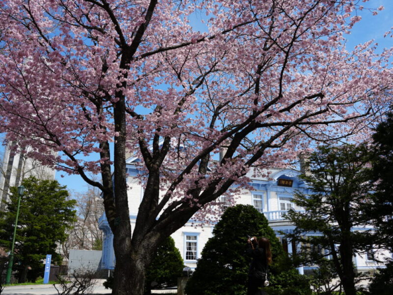 札幌・中島公園 2025 おすすめ花見スポットと桜開花状況をお届け!