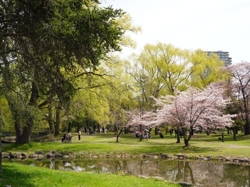 札幌・中島公園 2025 おすすめ花見スポットと桜開花状況をお届け!