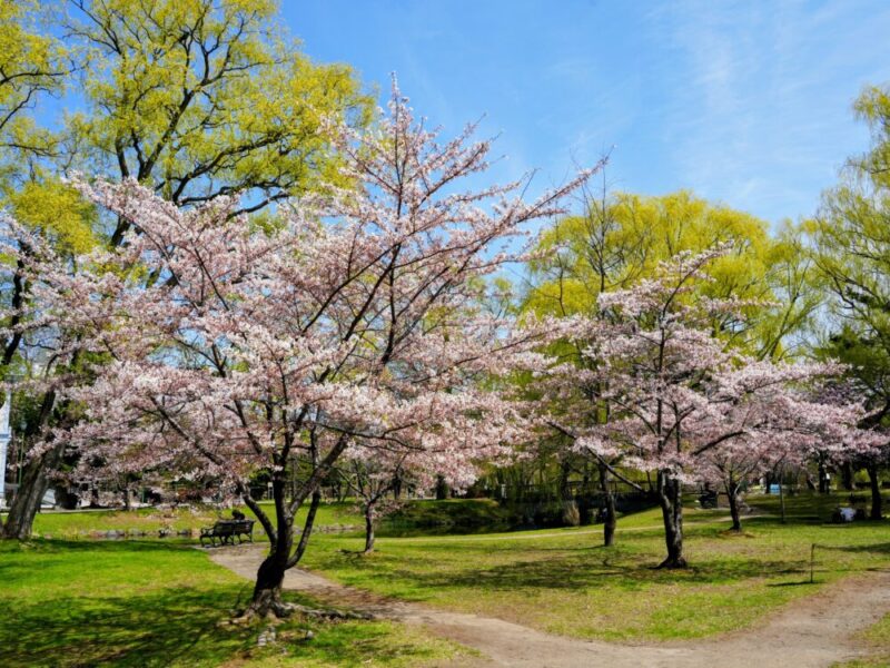 札幌・中島公園 2025 おすすめ花見スポットと桜開花状況をお届け!
