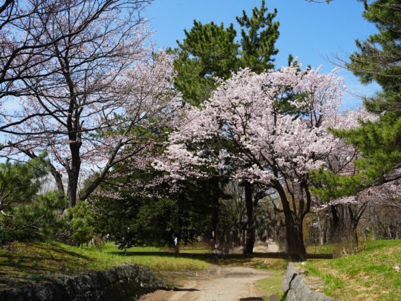 札幌・中島公園 2025 おすすめ花見スポットと桜開花状況をお届け!