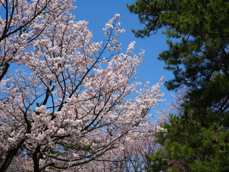札幌・中島公園 2025 おすすめ花見スポットと桜開花状況をお届け!