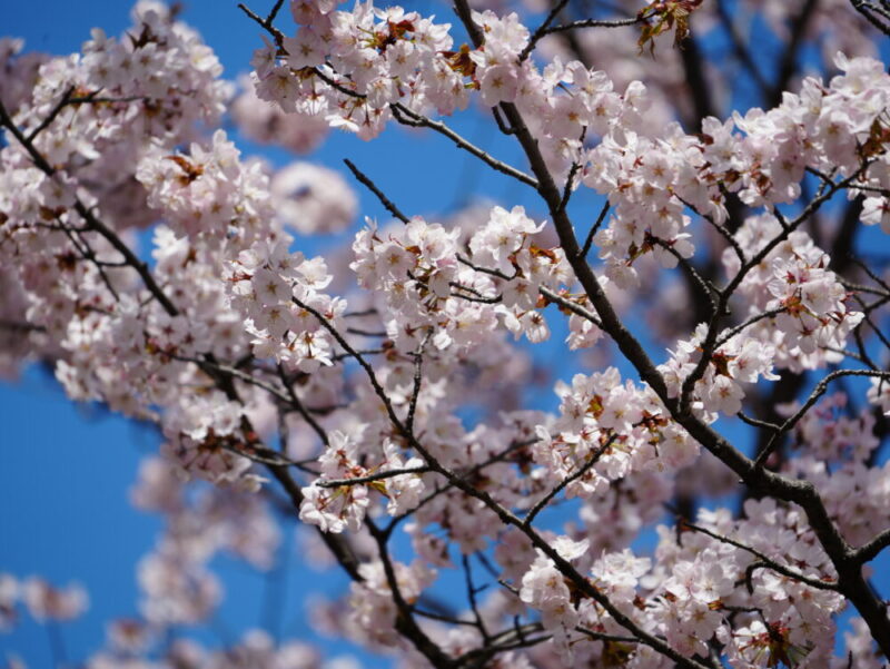 札幌・中島公園 2025 おすすめ花見スポットと桜開花状況をお届け!