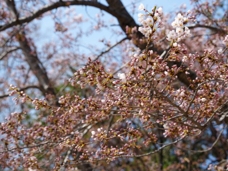 札幌・中島公園 2025 おすすめ花見スポットと桜開花状況をお届け!