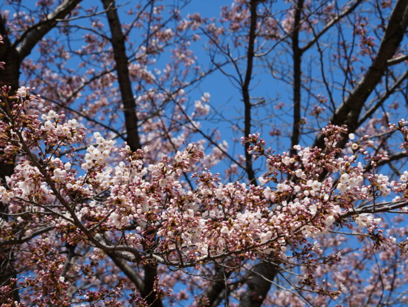 札幌・中島公園 2025 おすすめ花見スポットと桜開花状況をお届け!