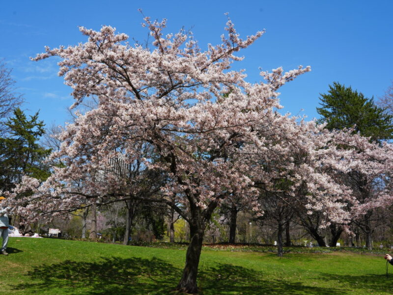 札幌・中島公園 2025 おすすめ花見スポットと桜開花状況をお届け!